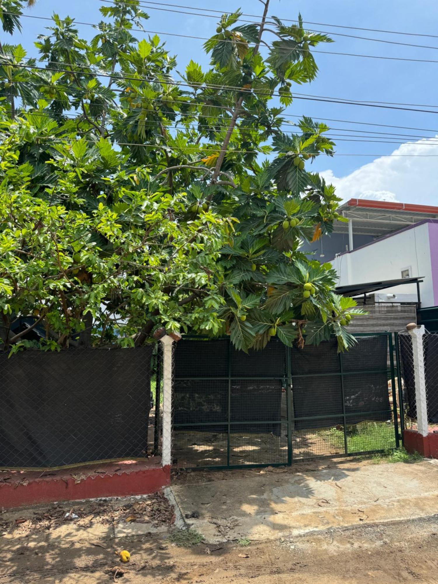 The Lazy Palm Shack Hotell Coimbatore Eksteriør bilde