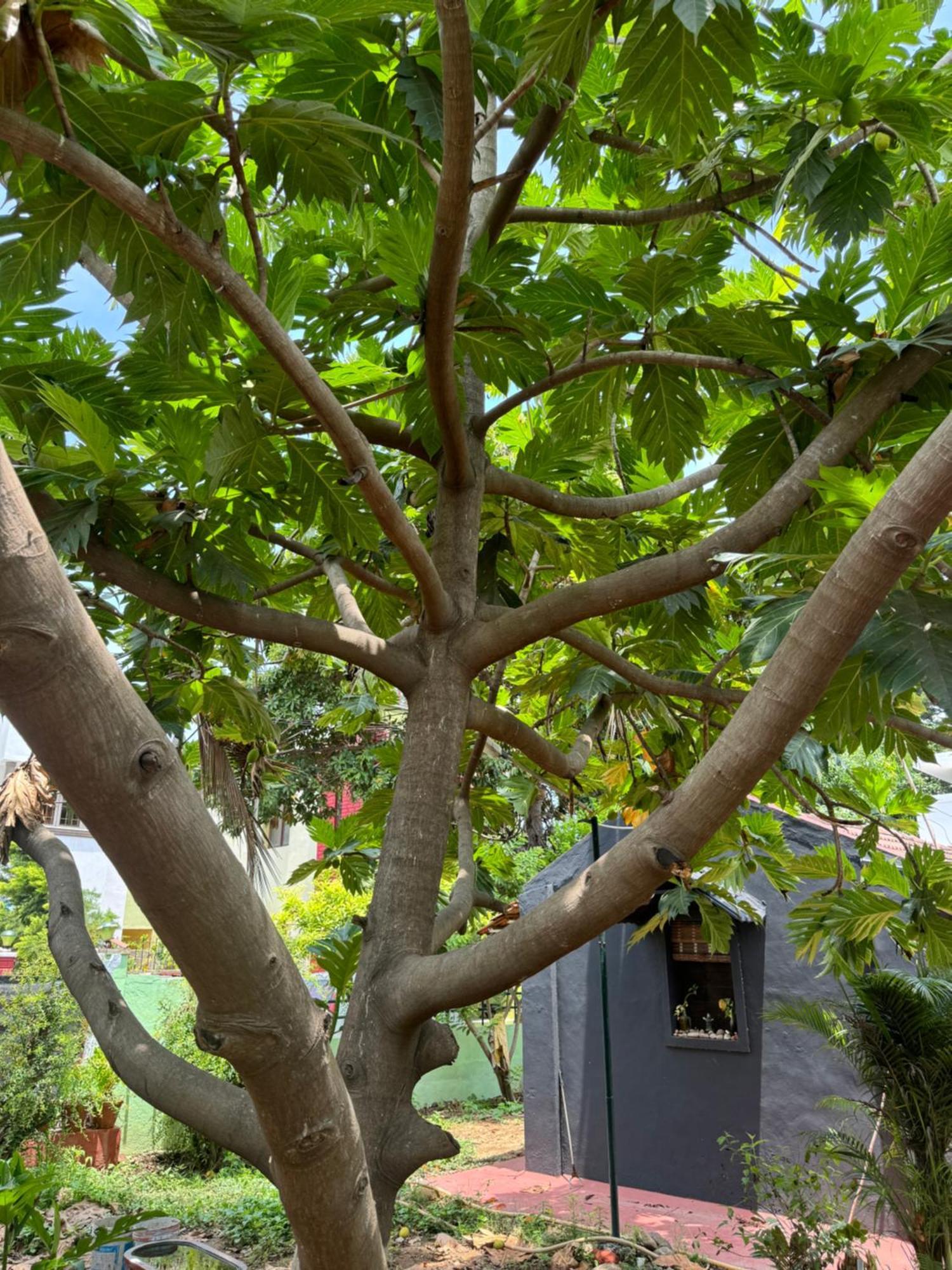 The Lazy Palm Shack Hotell Coimbatore Eksteriør bilde
